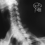 Oblique Normal left X-ray